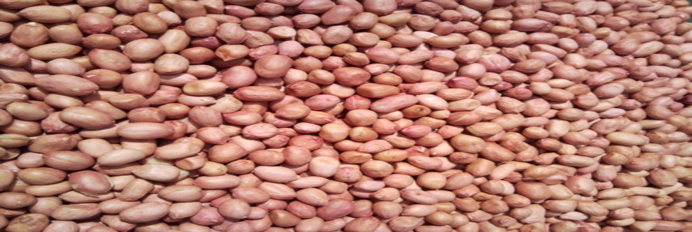 Groundnut Seeds